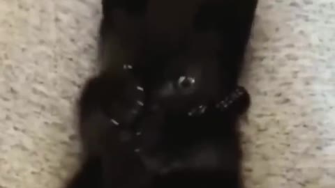 Have YOU EVER Seen a CAT do THIS 🤣 Wholesome Moments