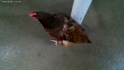 ebony misfit chicken2