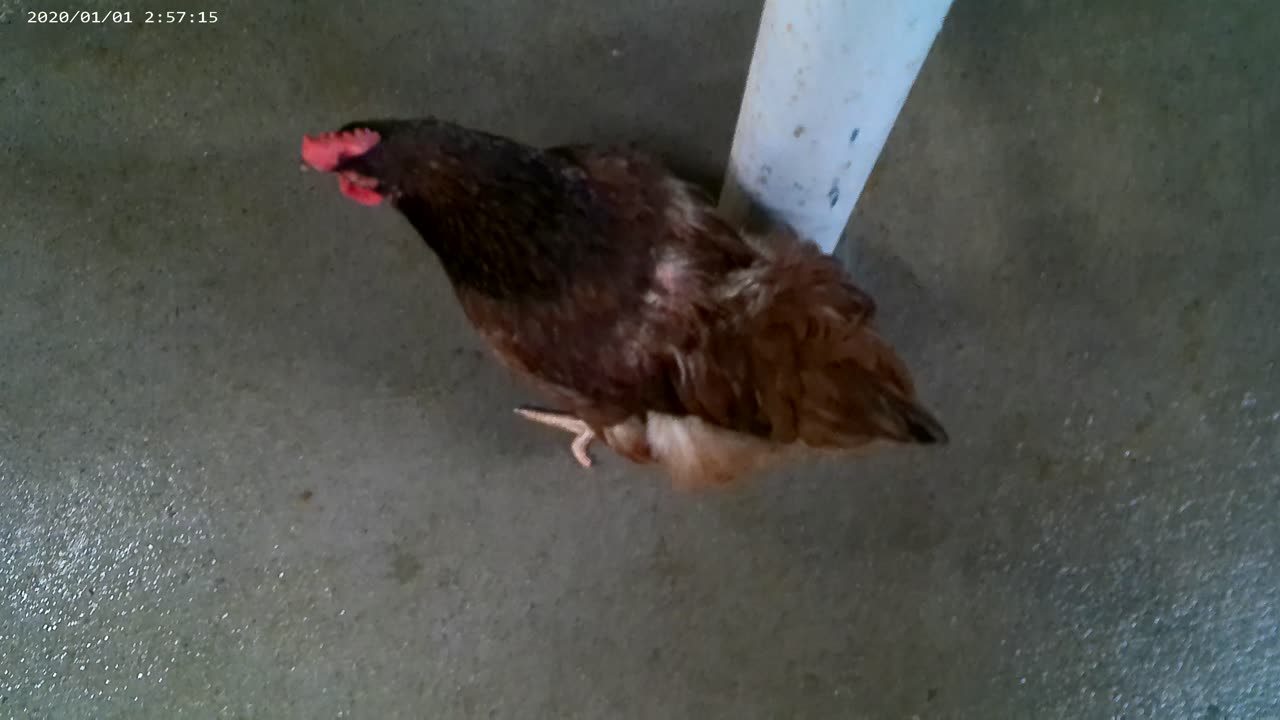 ebony misfit chicken2