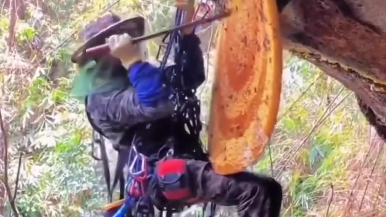 Collecting honey