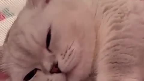 Cute Kitten Hugs