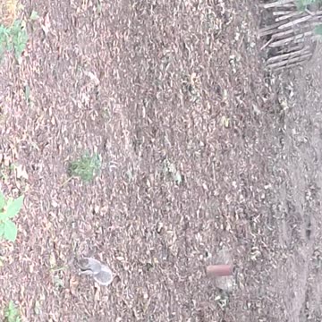 Feeding squirrels acorns!! :)