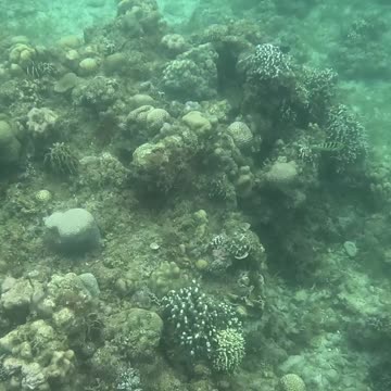 Morning Snorkeling Adventure