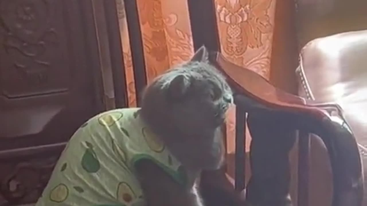 " Viral Sensation:Chirping Cat Steals the Show"🧐