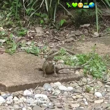 Lizzy Lizard chillin under the sun #lizards #reptiles #animals #pets