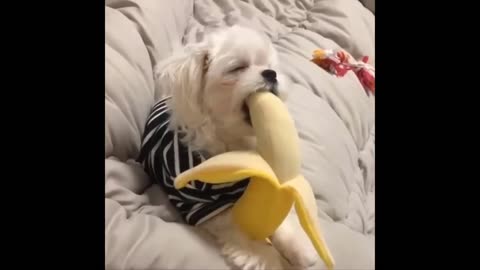 Funny Animals- - Best Of The 2024 Funny Animal Videos