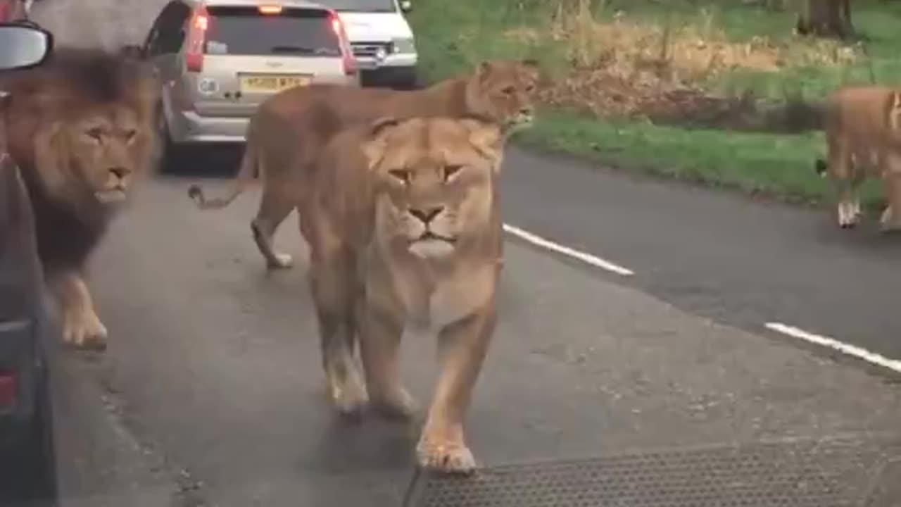 Imagine being on a motorcycle 😳🦁