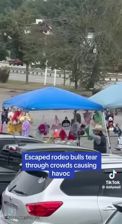 Escaped Rodeo Bulls run through shocked Crowd