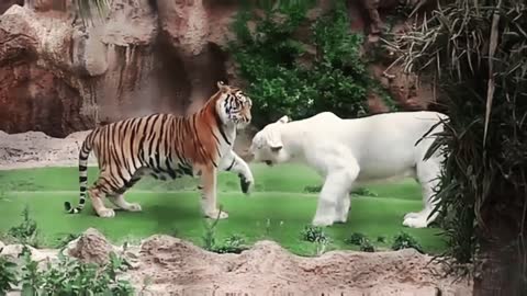 White tiger friendship playing with striped tiger