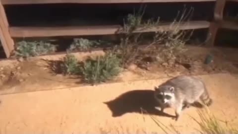 The Burglars were caught red-handed!