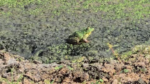 Frog jump.