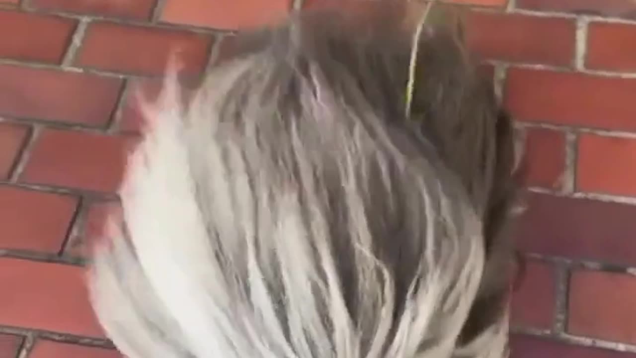 Funny dog