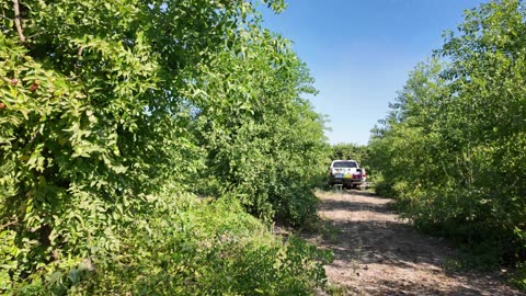 KaraBand JuJuBe Fruit Trees Sept 2024