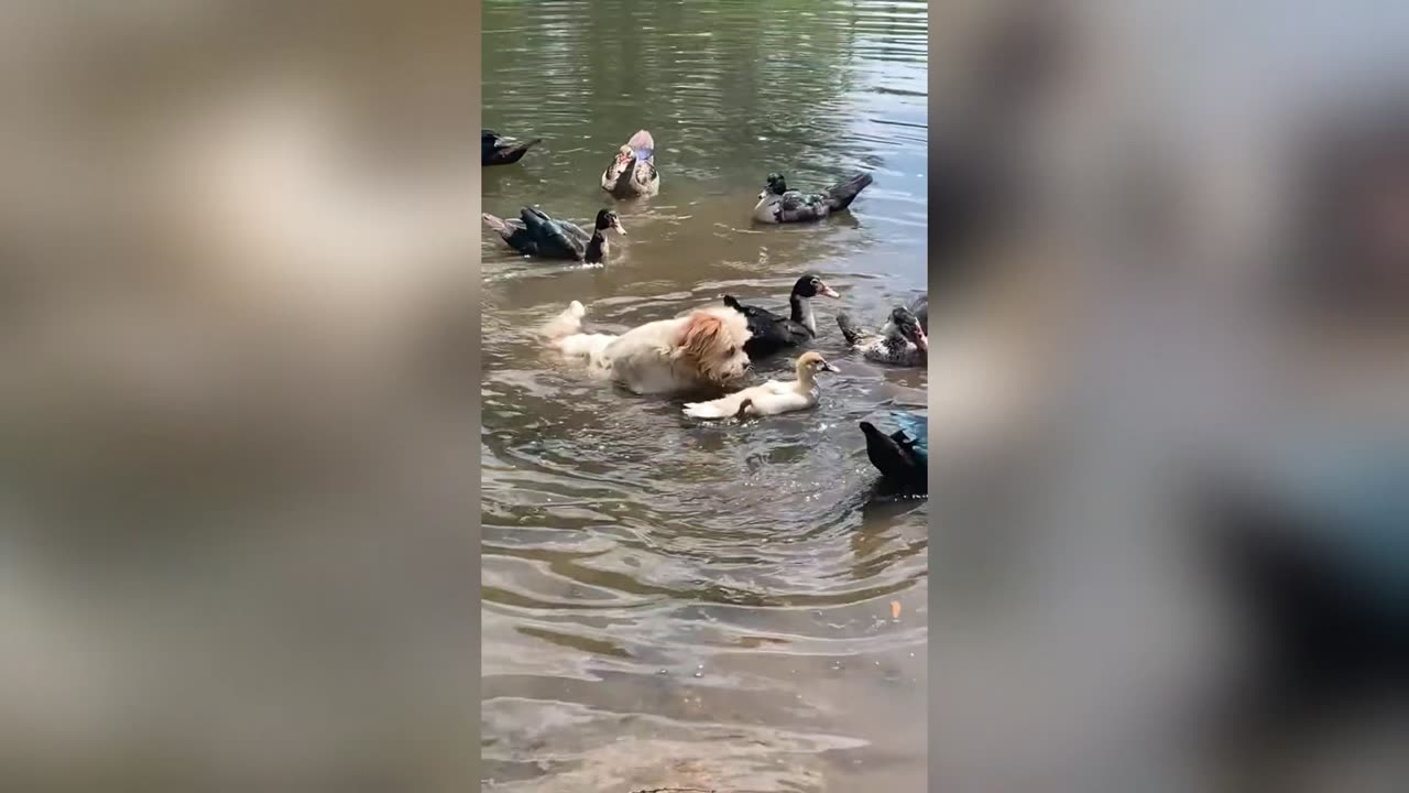 Doggo Finds New Favourite Hobby🐕