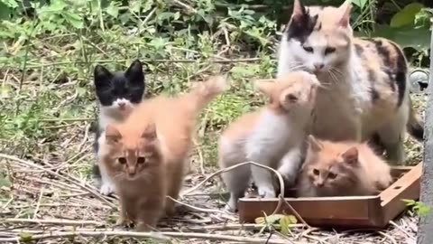 After being given food every day, this cat came to bring his child to meet this good person🥺❤️