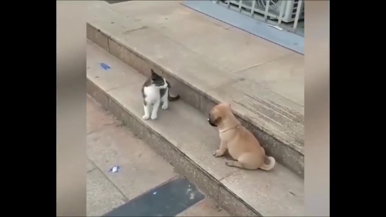 Cat VS Dog Funny Videos