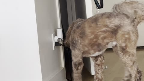 Buddy Needs Help