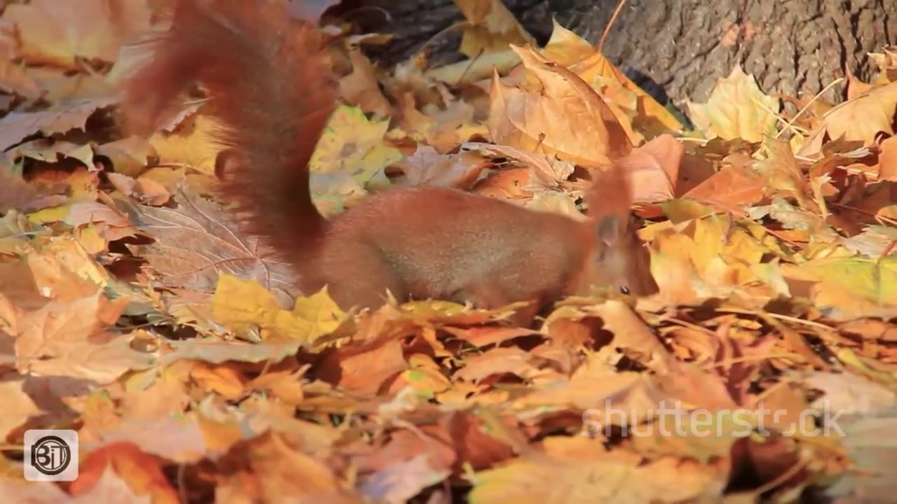 Top 5 Animals That Collect Food for Winter