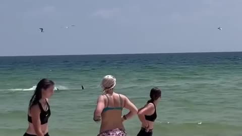 Luckily They Avoided a Shark Attack