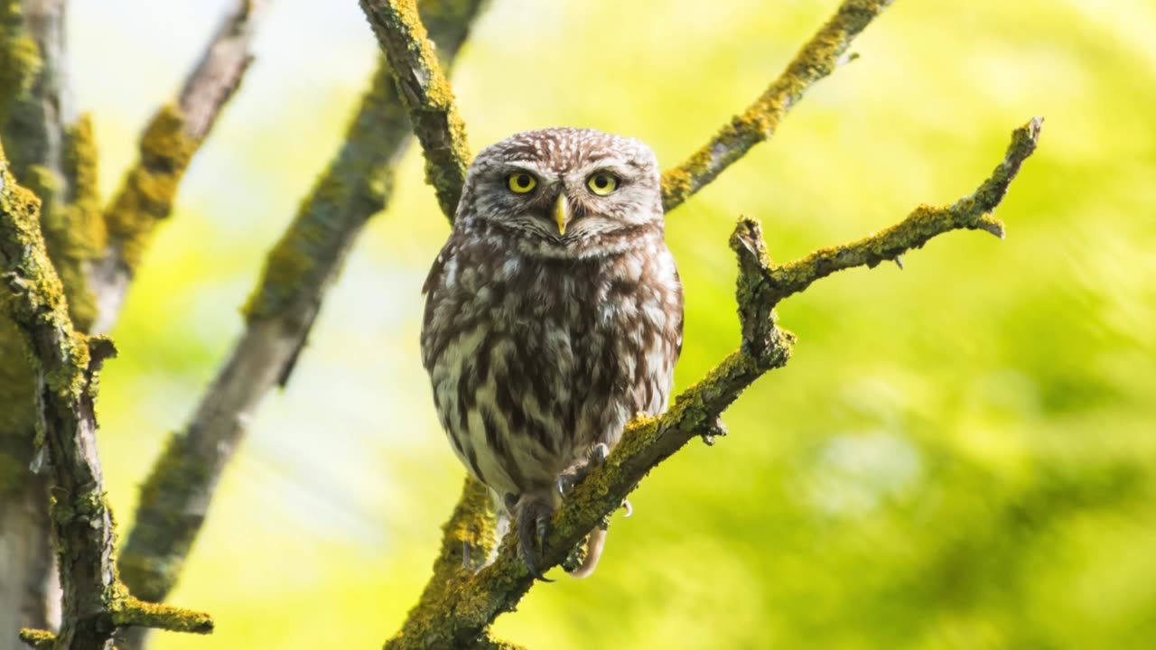 The Little Owl: Close Up HD Footage (Athene noctua)