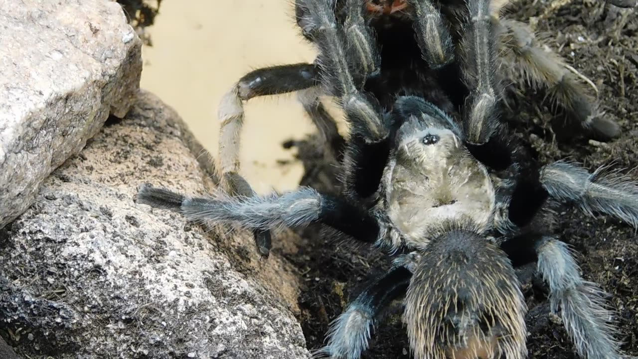 Dirty Tarantulas Having Sexy Time