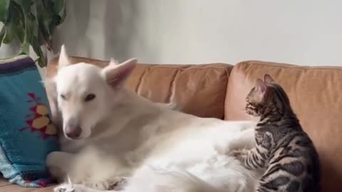 🙏❤️🎉🎉🎉🎊🎊🎊️SWEET AND FUNNY PETS SHOTS 🙏❤️❤️🎉🎉🎉🎊🎊🎊
