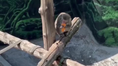 Monkey not that into smart phones 🤣