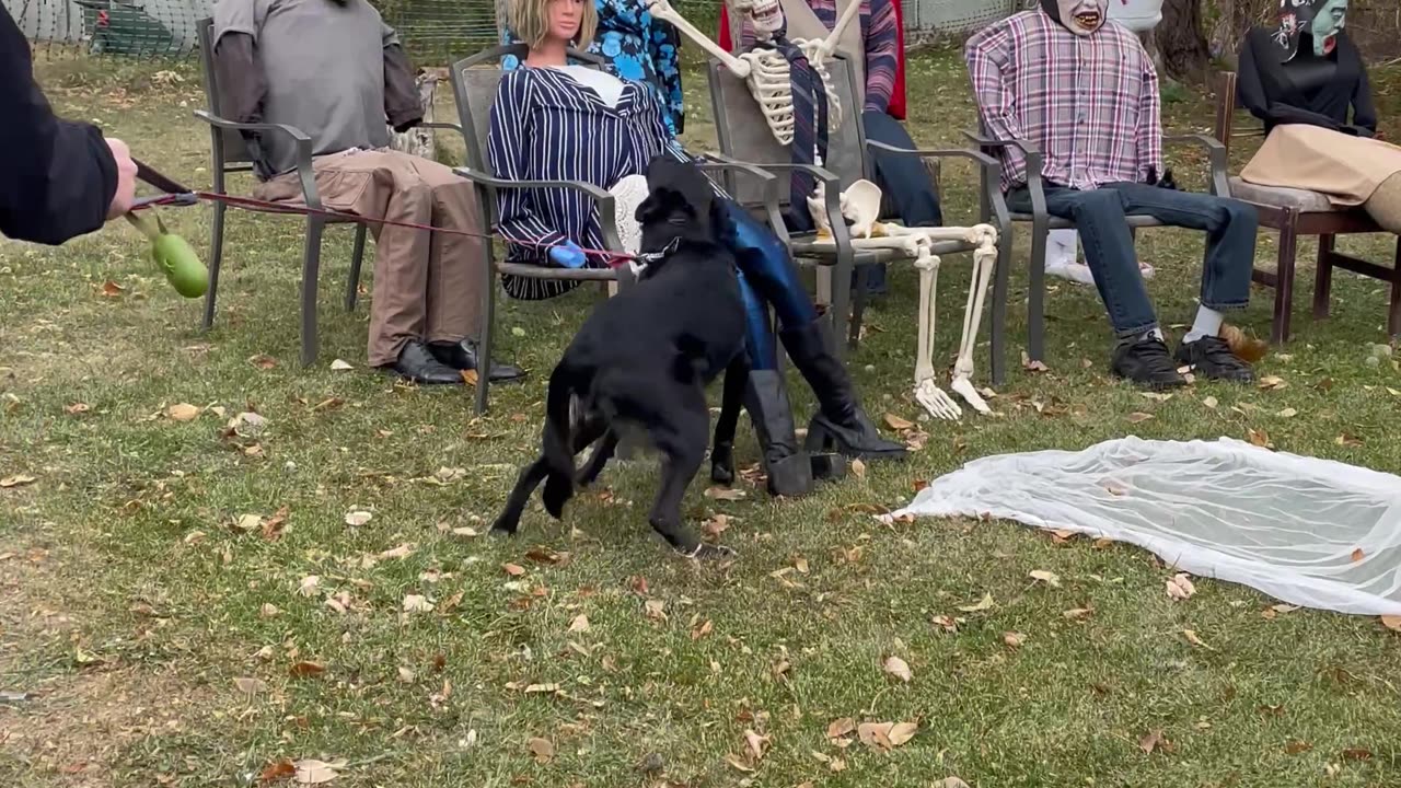 Friendly Dog Is Excited to Meet Halloween Decorations