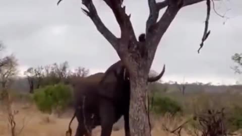 After seeing this I realized that the Elephants are more powerful than I imagined 😮