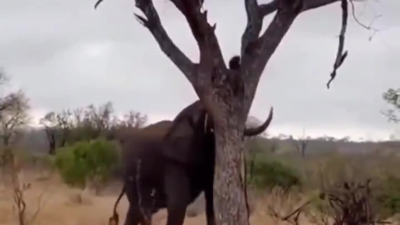 After seeing this I realized that the Elephants are more powerful than I imagined 😮