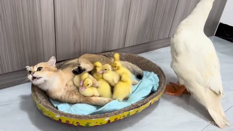 A kitten and ducklings