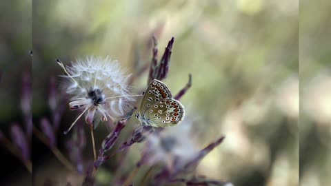 Enchanting Brown Butterfly with Unique Patterns: Nature's Delight🦋🦋🦋🦋🦋🦋🦋🦋🦋🦋🦋🦋🦋🦋🦋🦋🦋