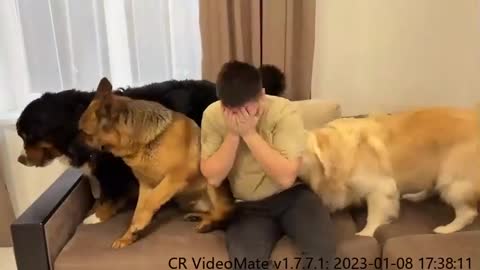 My Dogs React to Me Crying