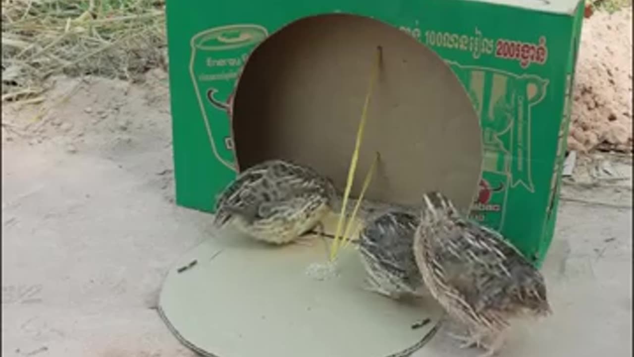 Really Creative BirdTrap