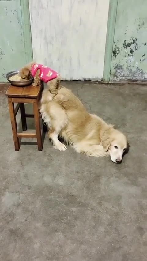 Dog helping a friend to eats food