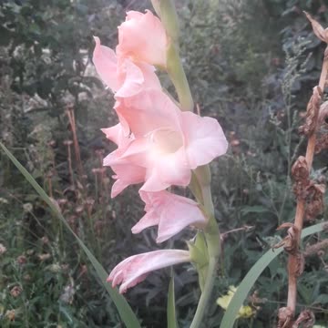 Eternal Gladiolus
