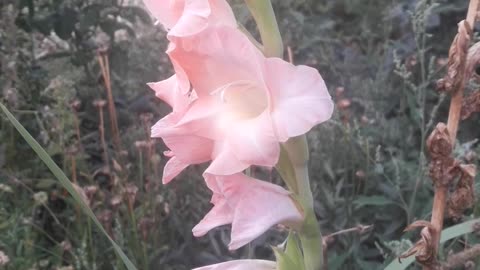 Eternal Gladiolus