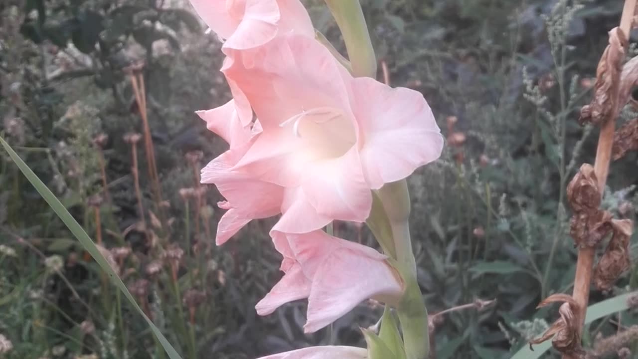 Eternal Gladiolus