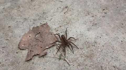 Wolf Spider