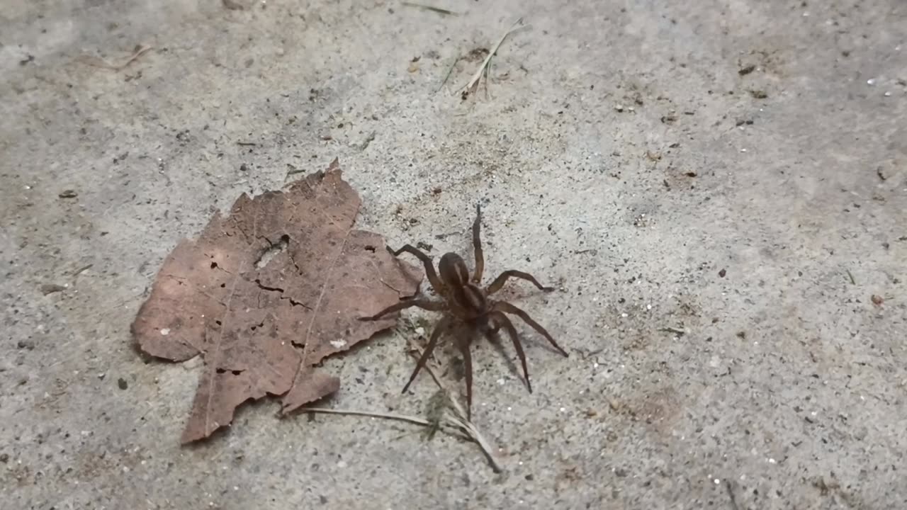 Wolf Spider