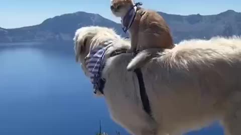 🙏❤🎉🎉🎉🎊🎊🎊️SWEET AND FUNNY ANIMALS SHOTS 🙏❤️❤️🎉🎉🎉🎊🎊🎊