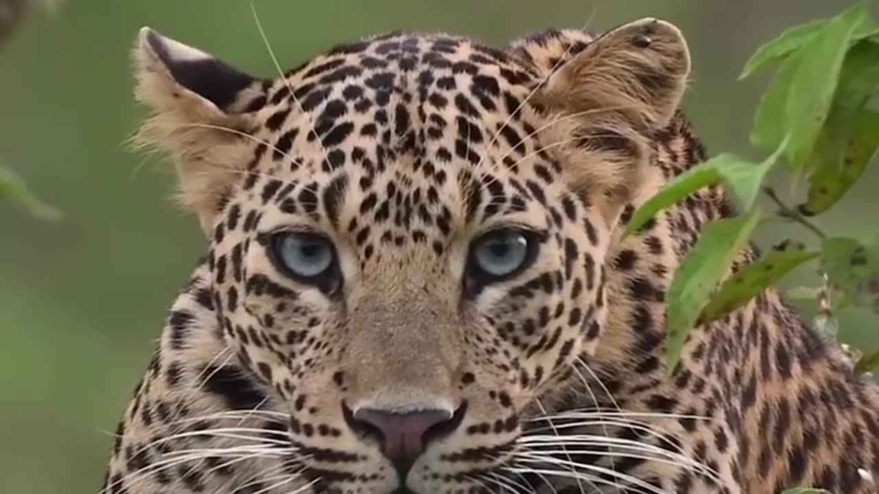 Leopard