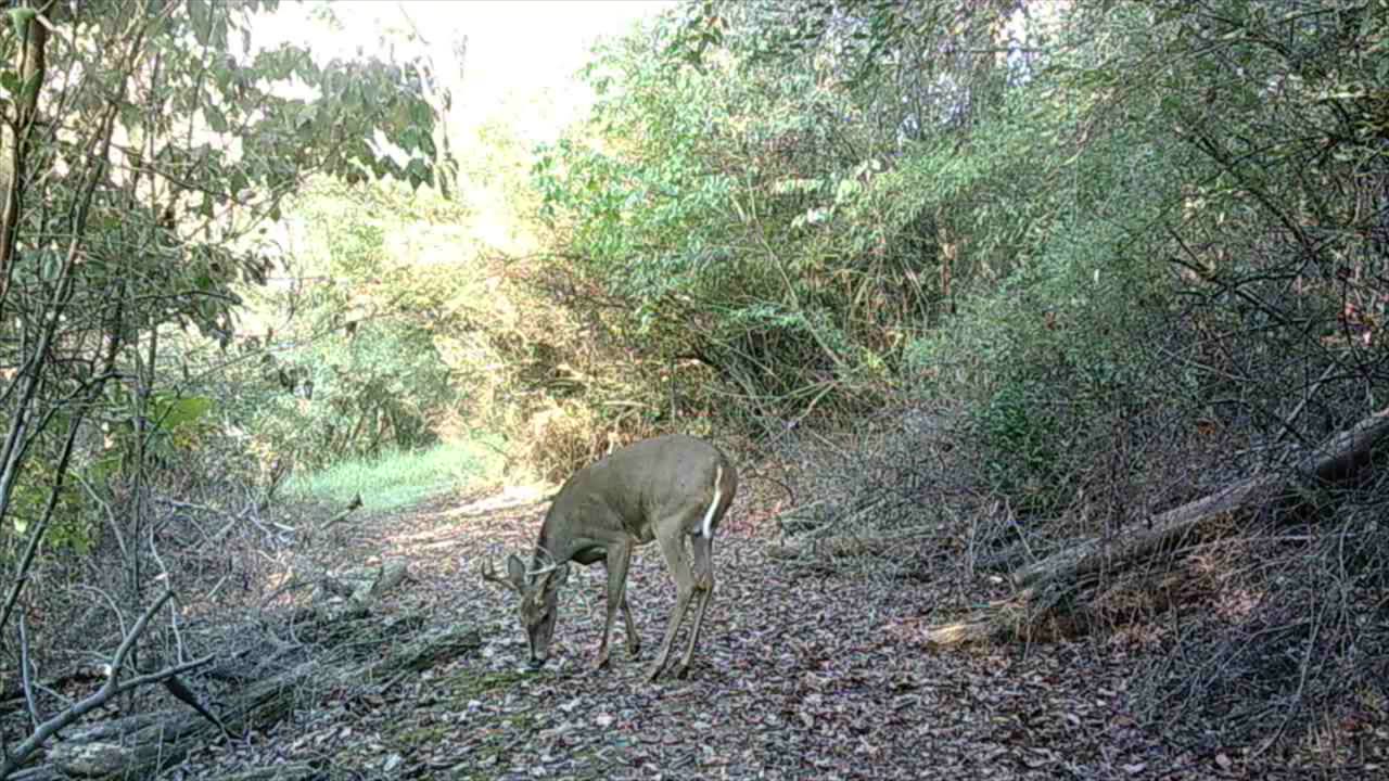 2024 Whitetail Prospects