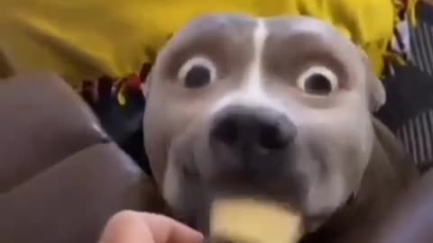 Funny animal scene #Animal #funny #
