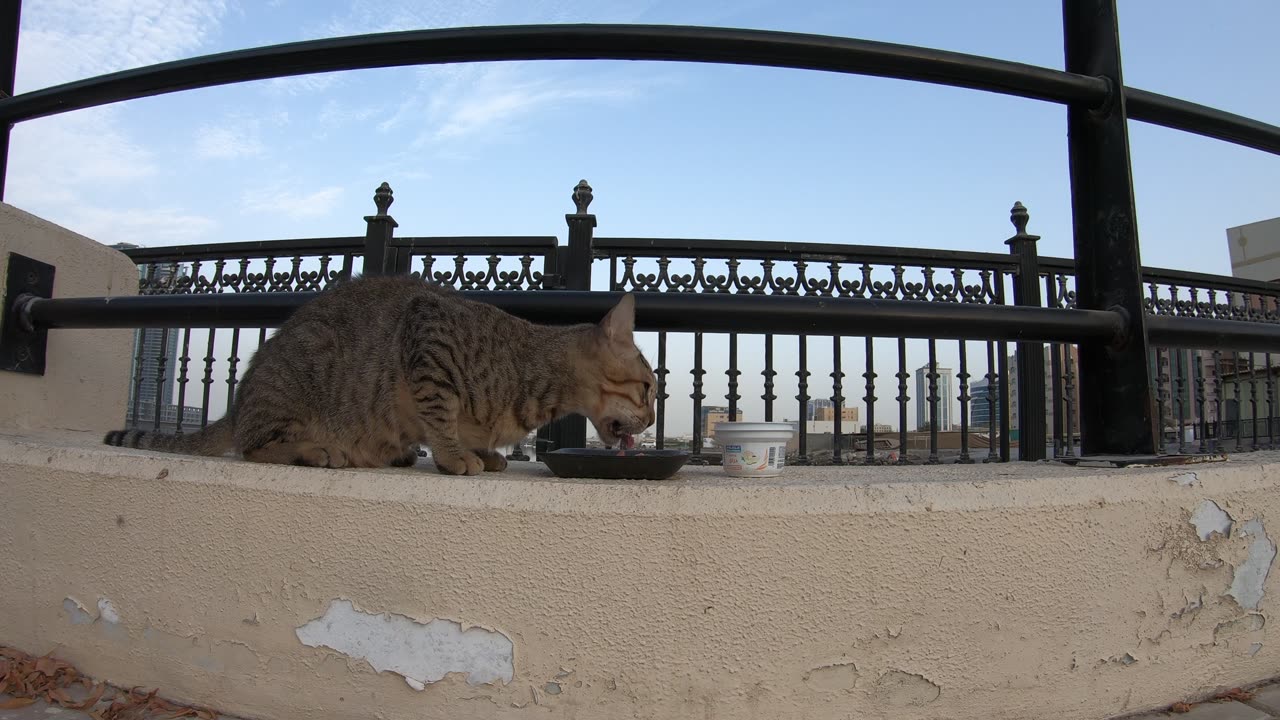 MICHAEL JACKSON - Homeless cat in Ras Al Khaimah, UAE #cat #cats #MichaelJackson #emirates #ae #UAE