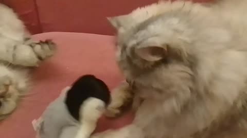 Birthday Gift Reaction. Flapping Penguin For Cats!
