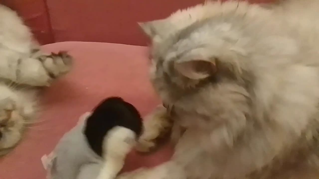 Birthday Gift Reaction. Flapping Penguin For Cats!