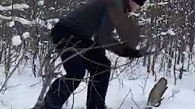 Animal: Moose shedding antlers