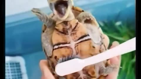 Funny Moments of Animal