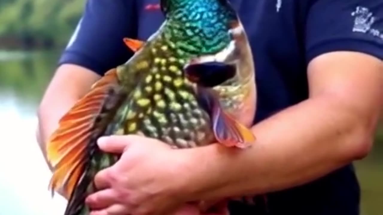 Fish with a peacock head